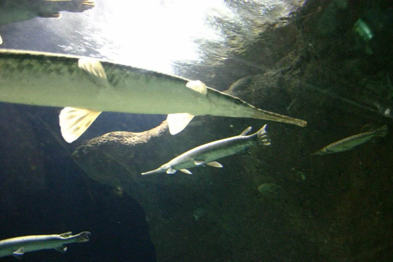 Sea Life at Mall of America