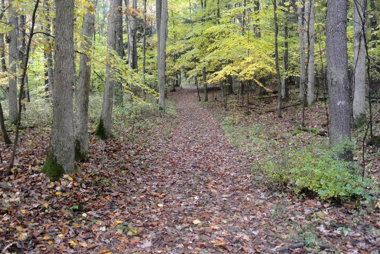 Fort Necessity National Battlefield