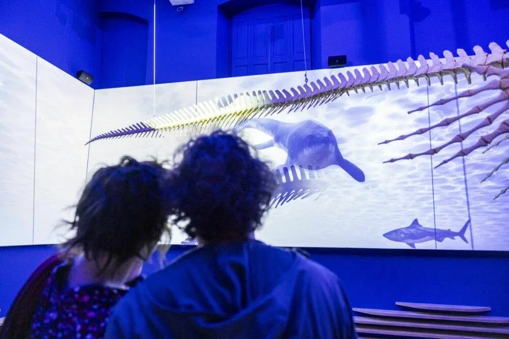 Natuurhistorisch Museum Maastricht