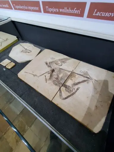 Museu de Paleontologia Plácido Cidade Nuvens • rt