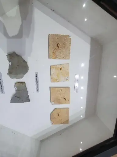 Museu de Paleontologia Plácido Cidade Nuvens • rt