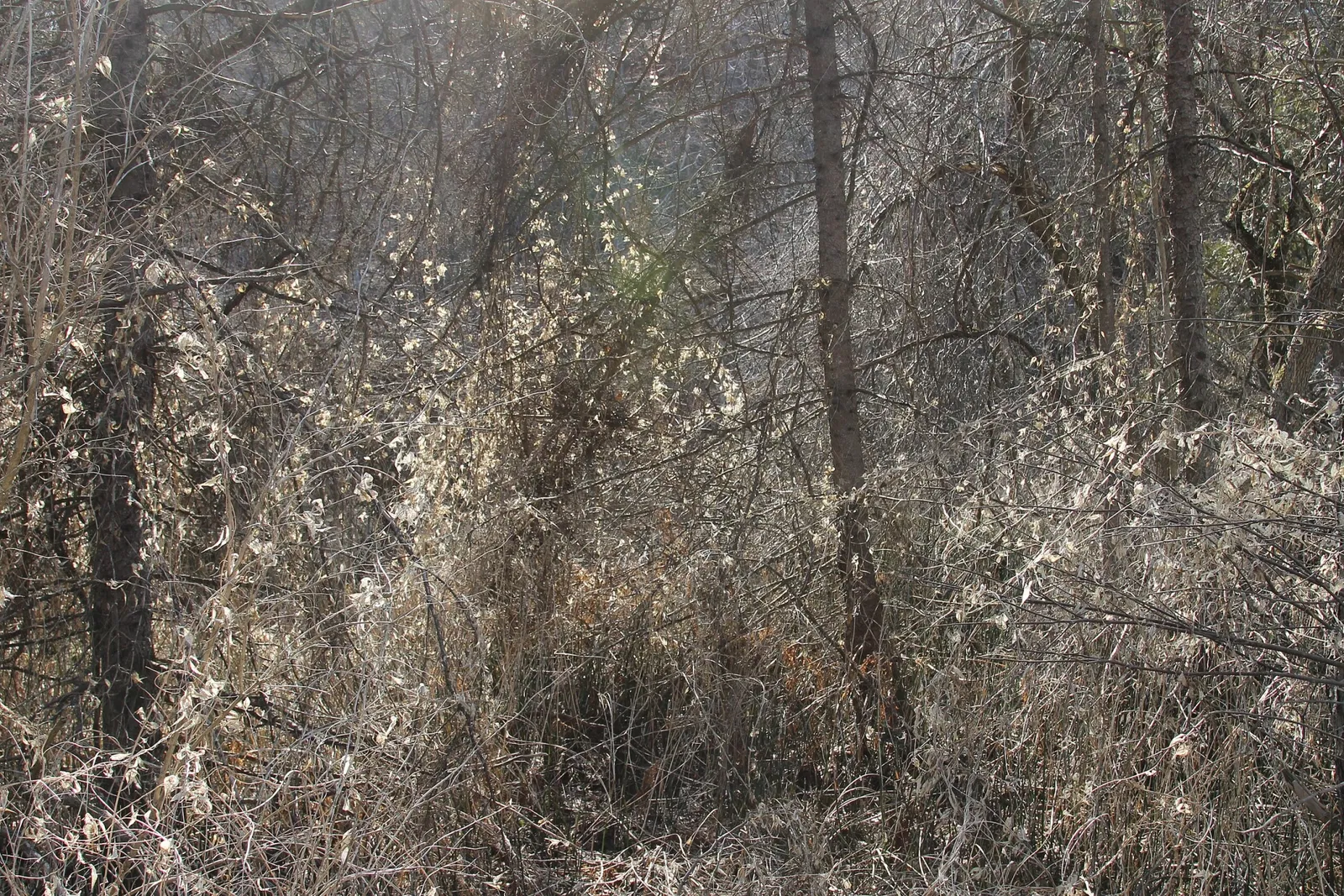 Mcmichael Canadian Art Collection