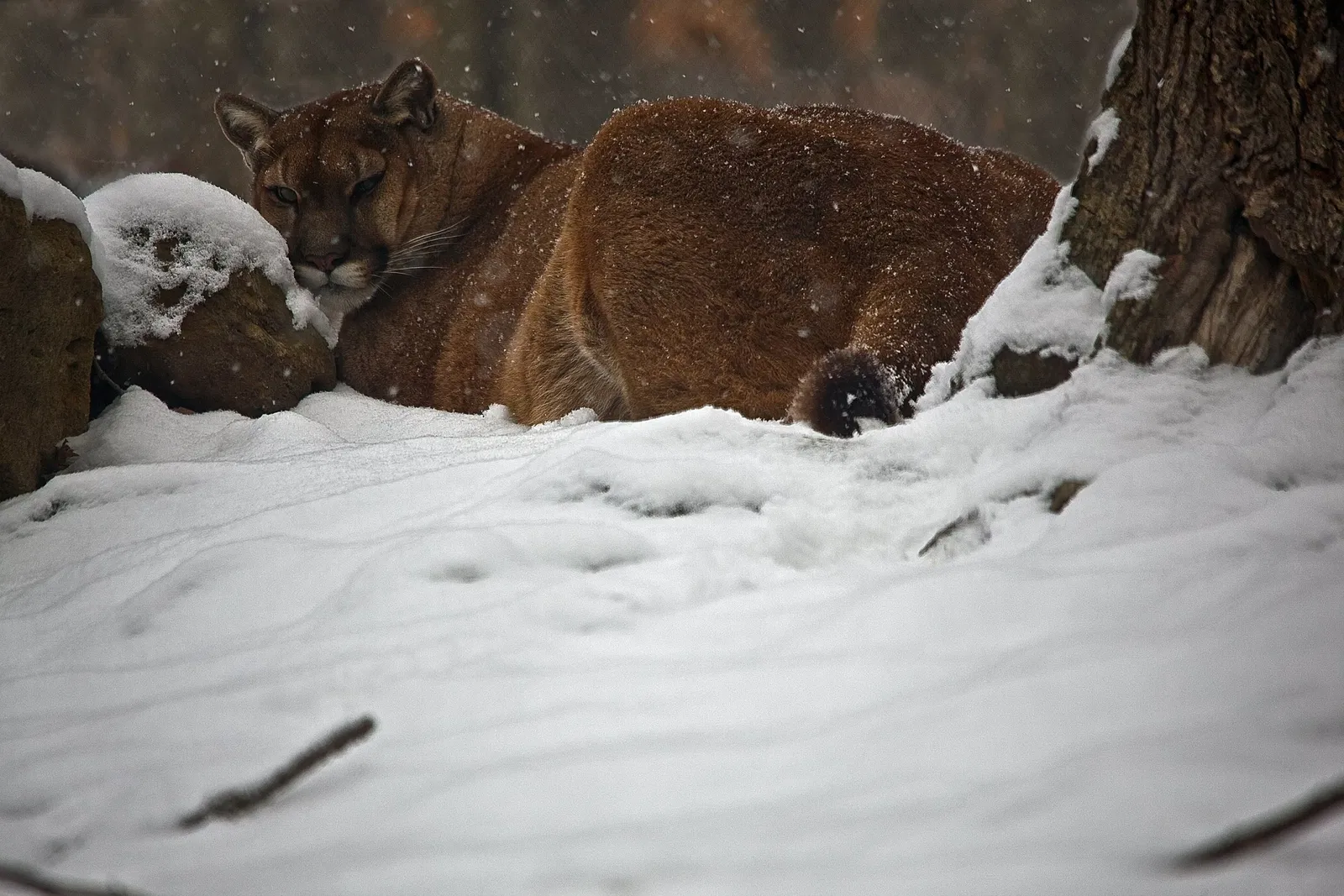 West Virginia State Wildlife Center