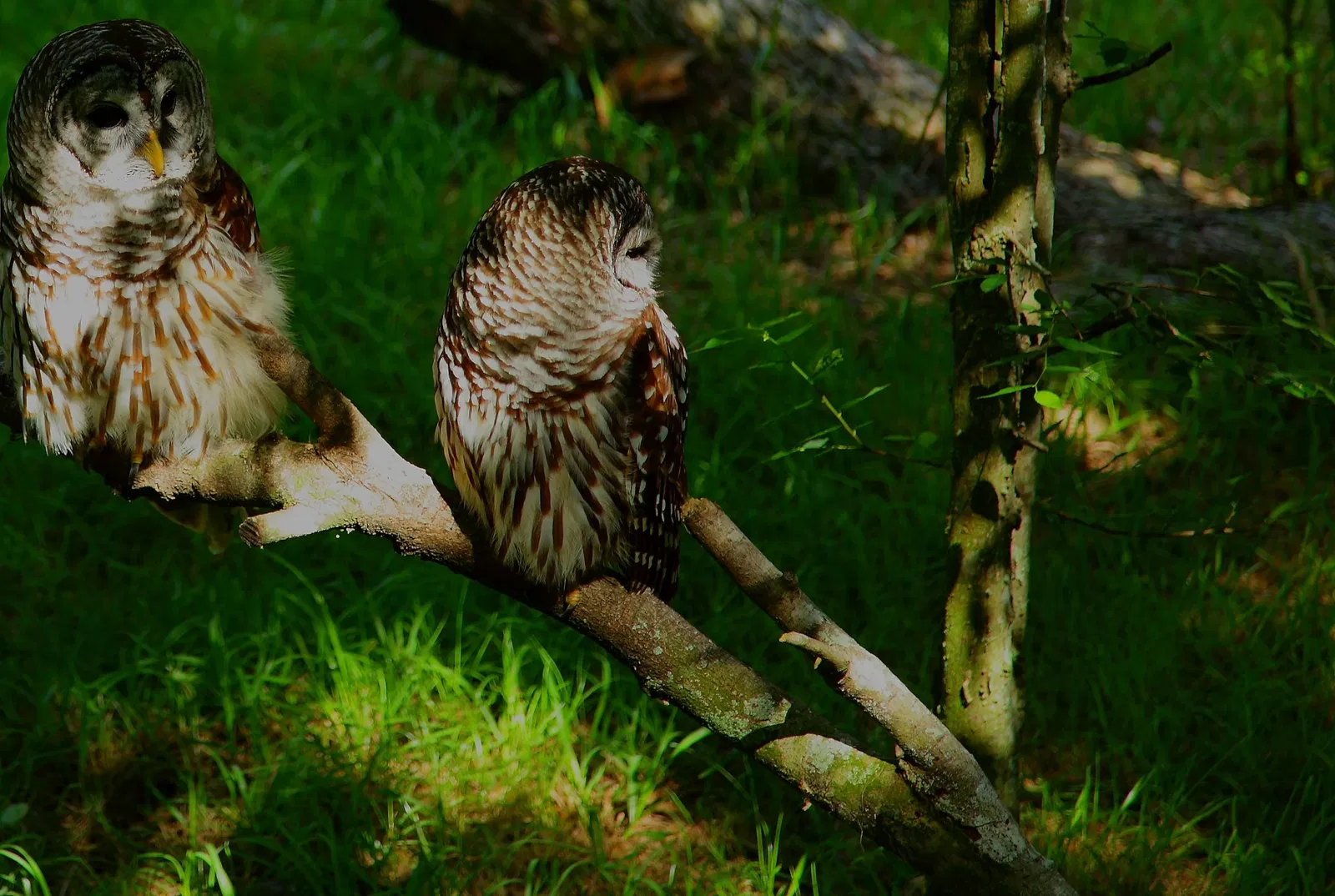 West Virginia State Wildlife Center