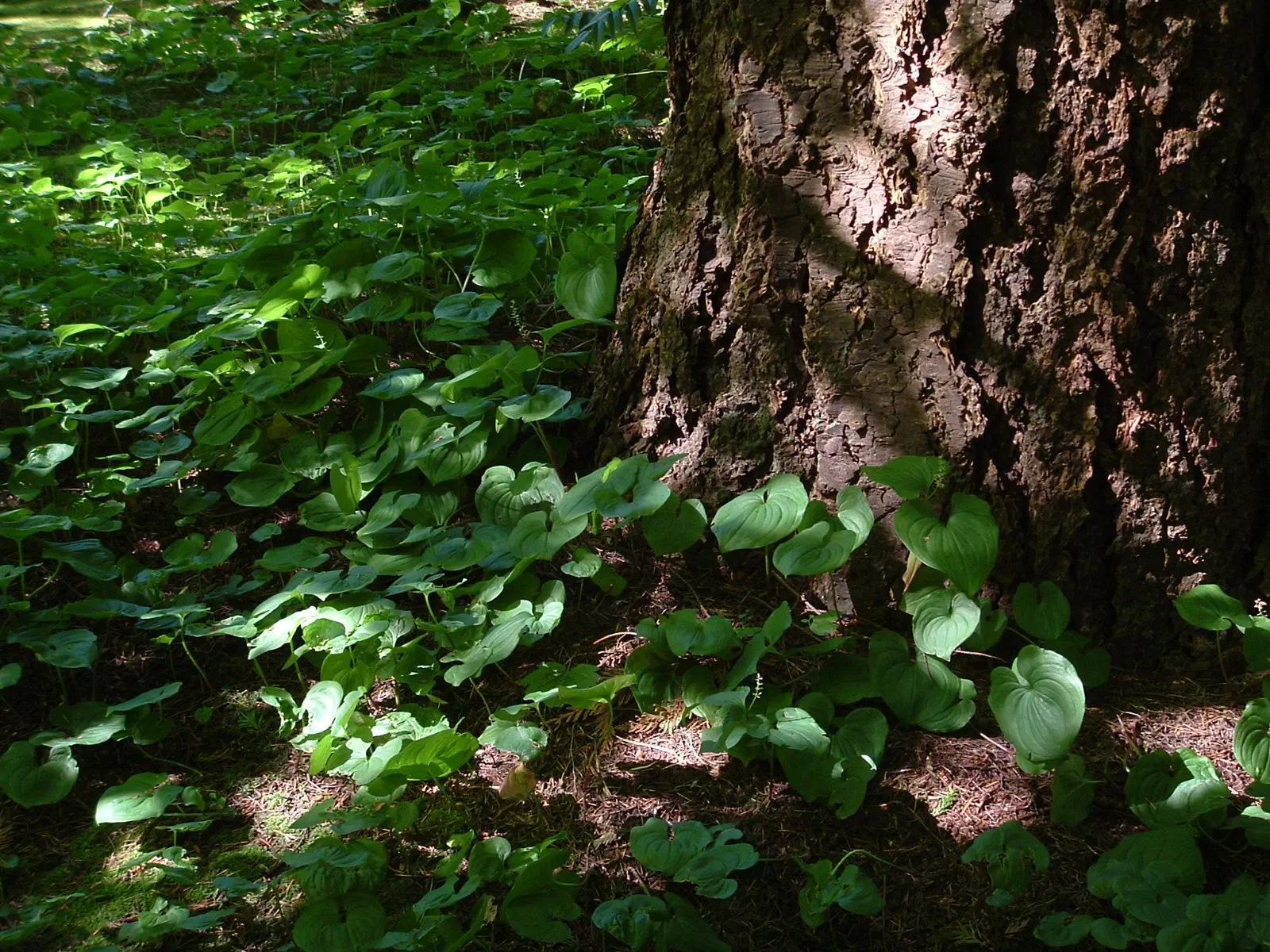 Nitobe Memorial Garden
