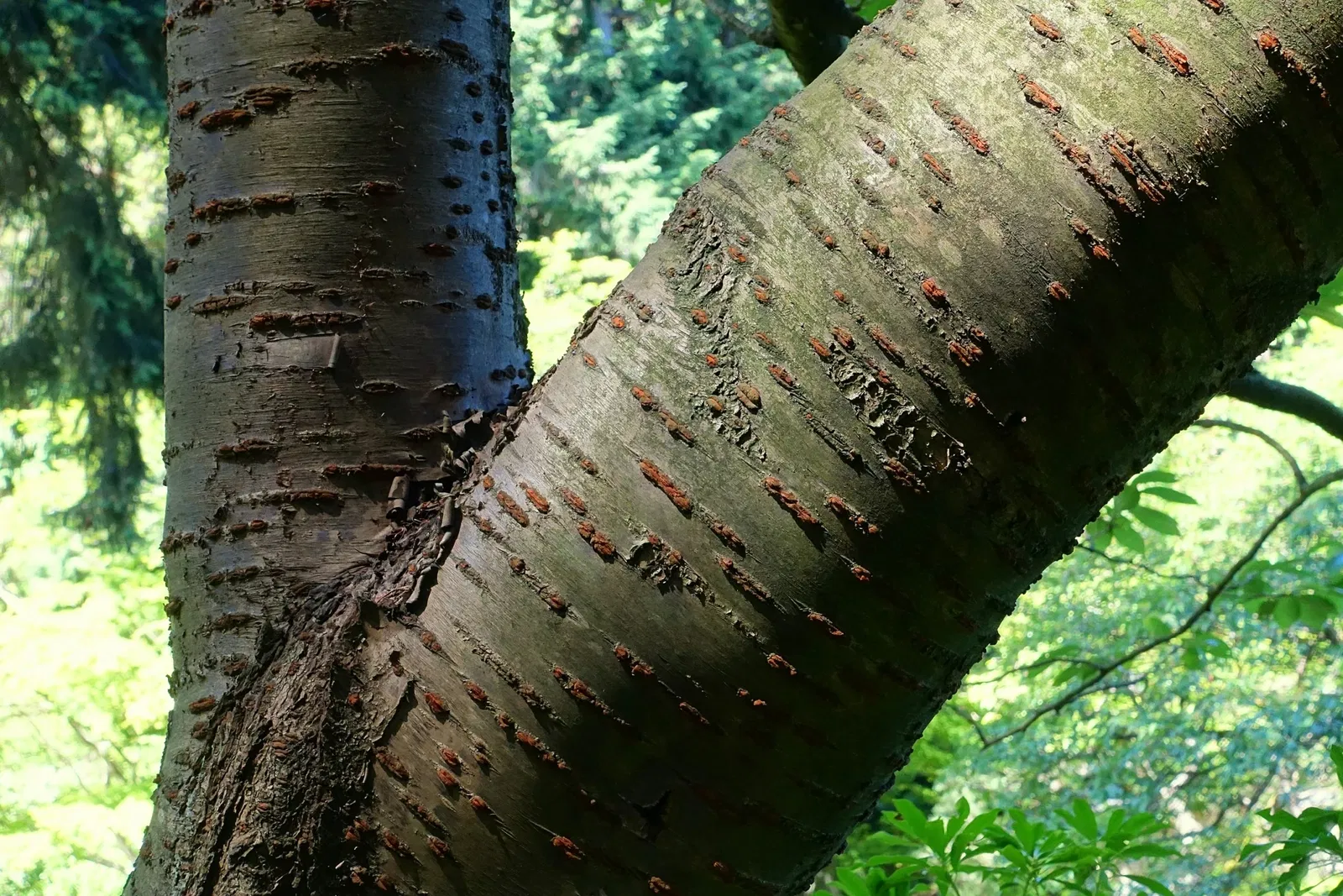 Nitobe Memorial Garden