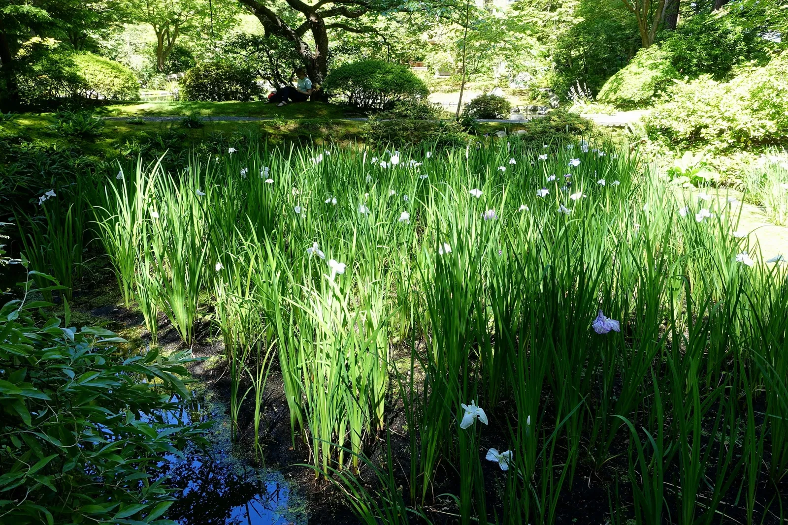 Nitobe Memorial Garden