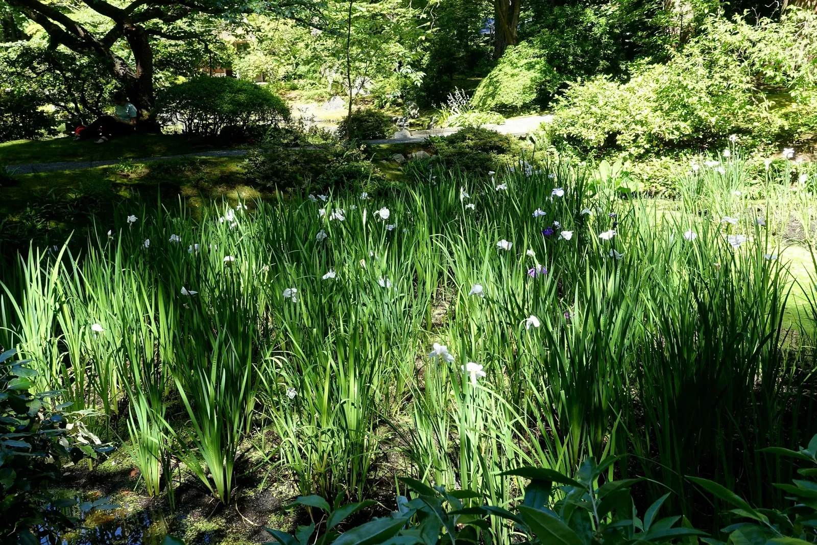 Nitobe Memorial Garden