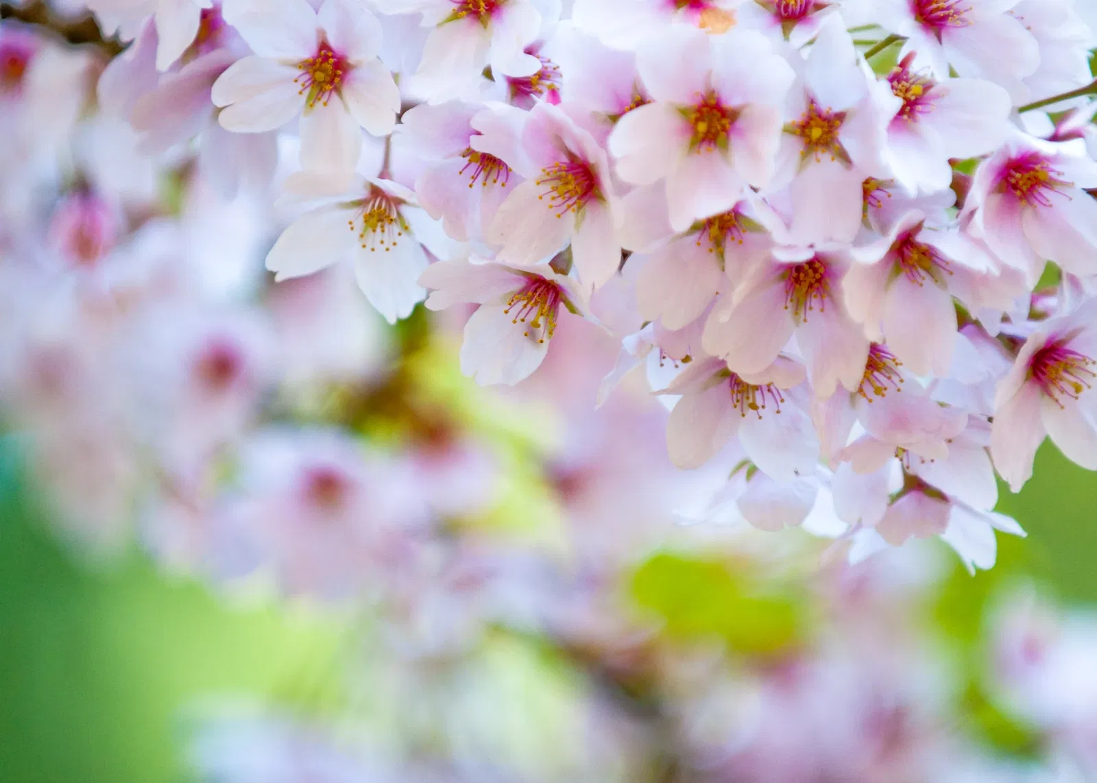 Nitobe Memorial Garden