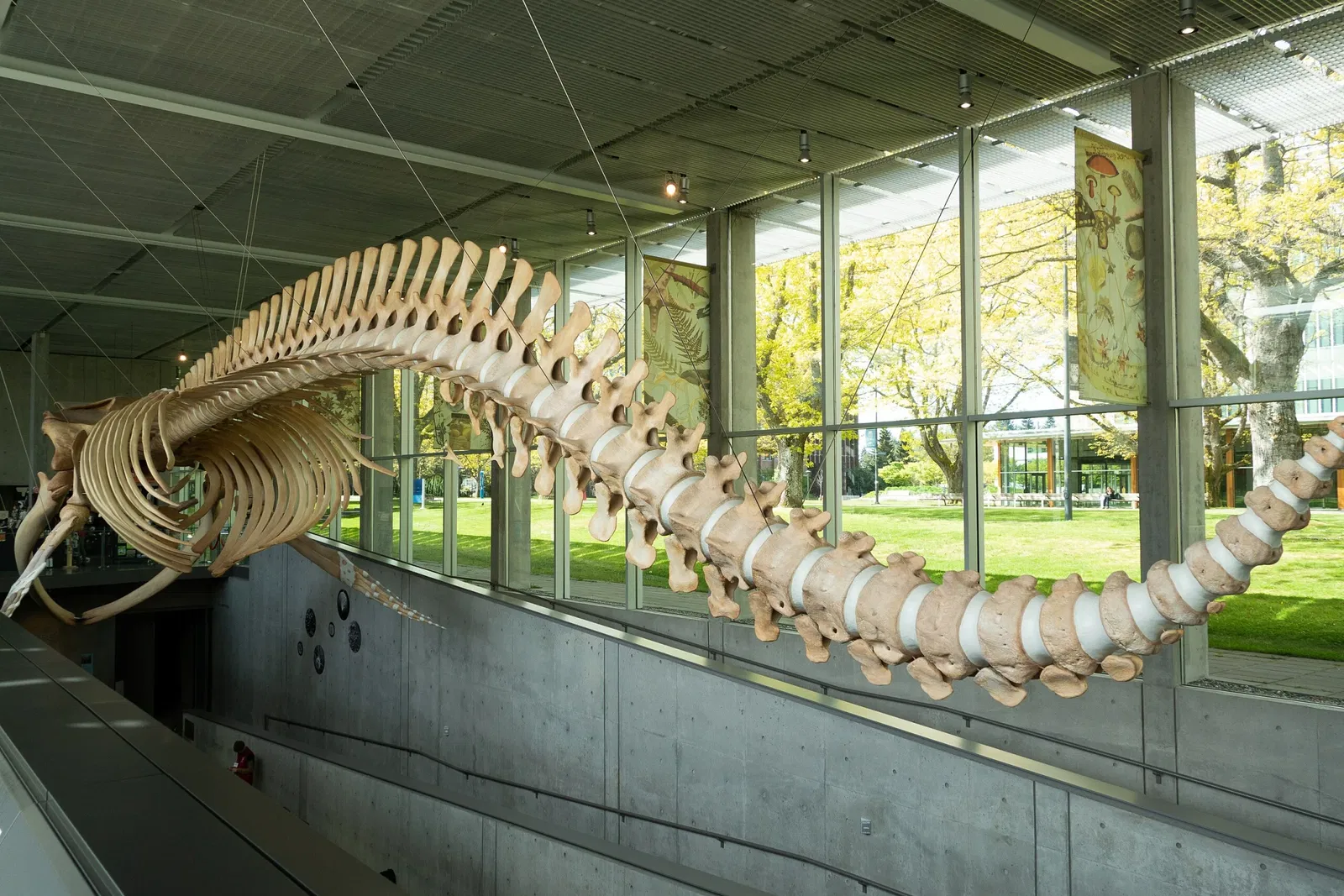 Museo de Biodiversidad Beaty