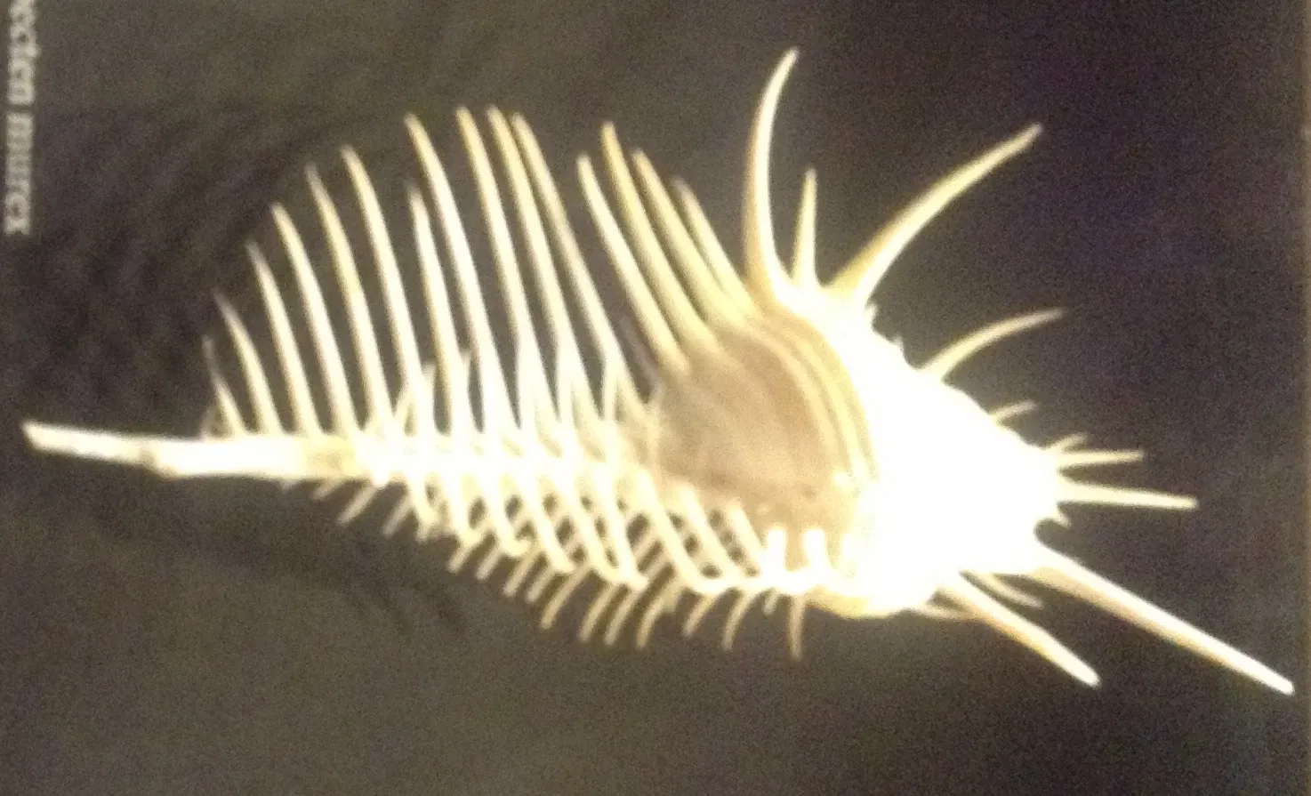 Museo de Biodiversidad Beaty