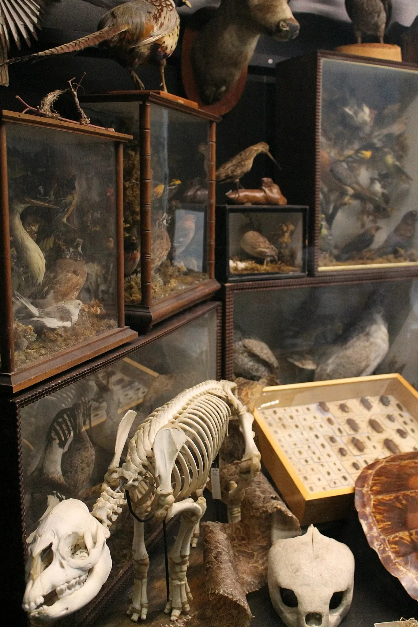 Museo de Biodiversidad Beaty