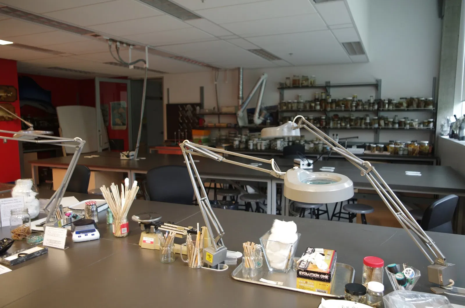 Museo de Biodiversidad Beaty