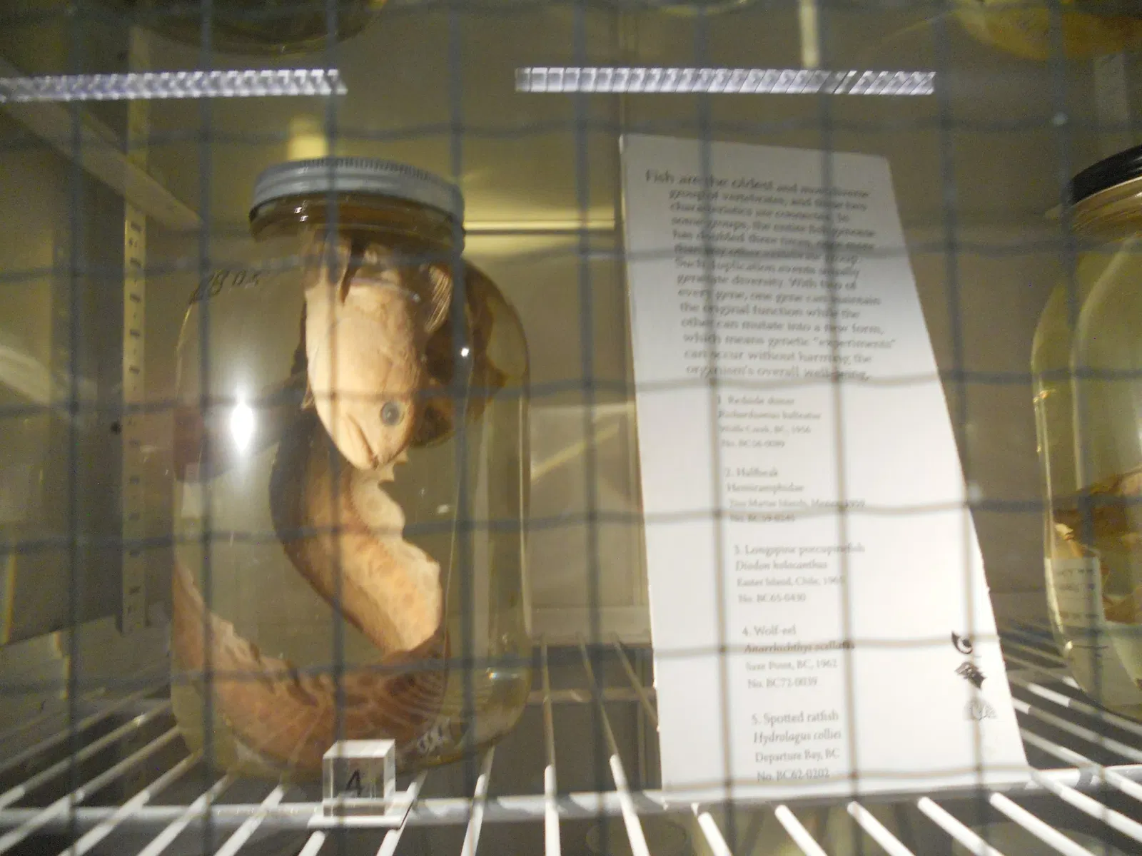 Museo de Biodiversidad Beaty