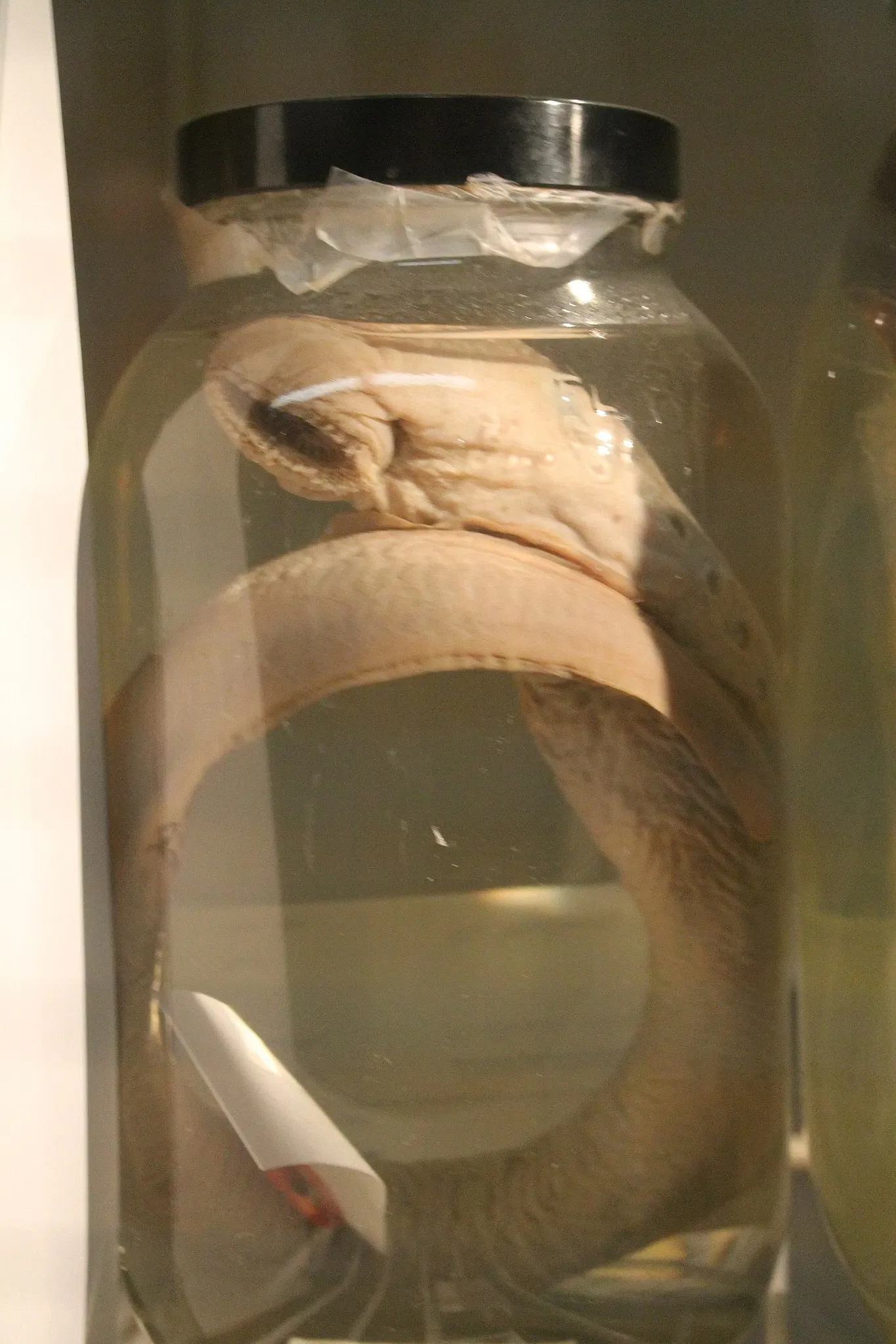 Museo de Biodiversidad Beaty