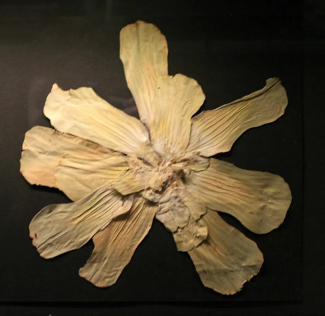 Museo de Biodiversidad Beaty