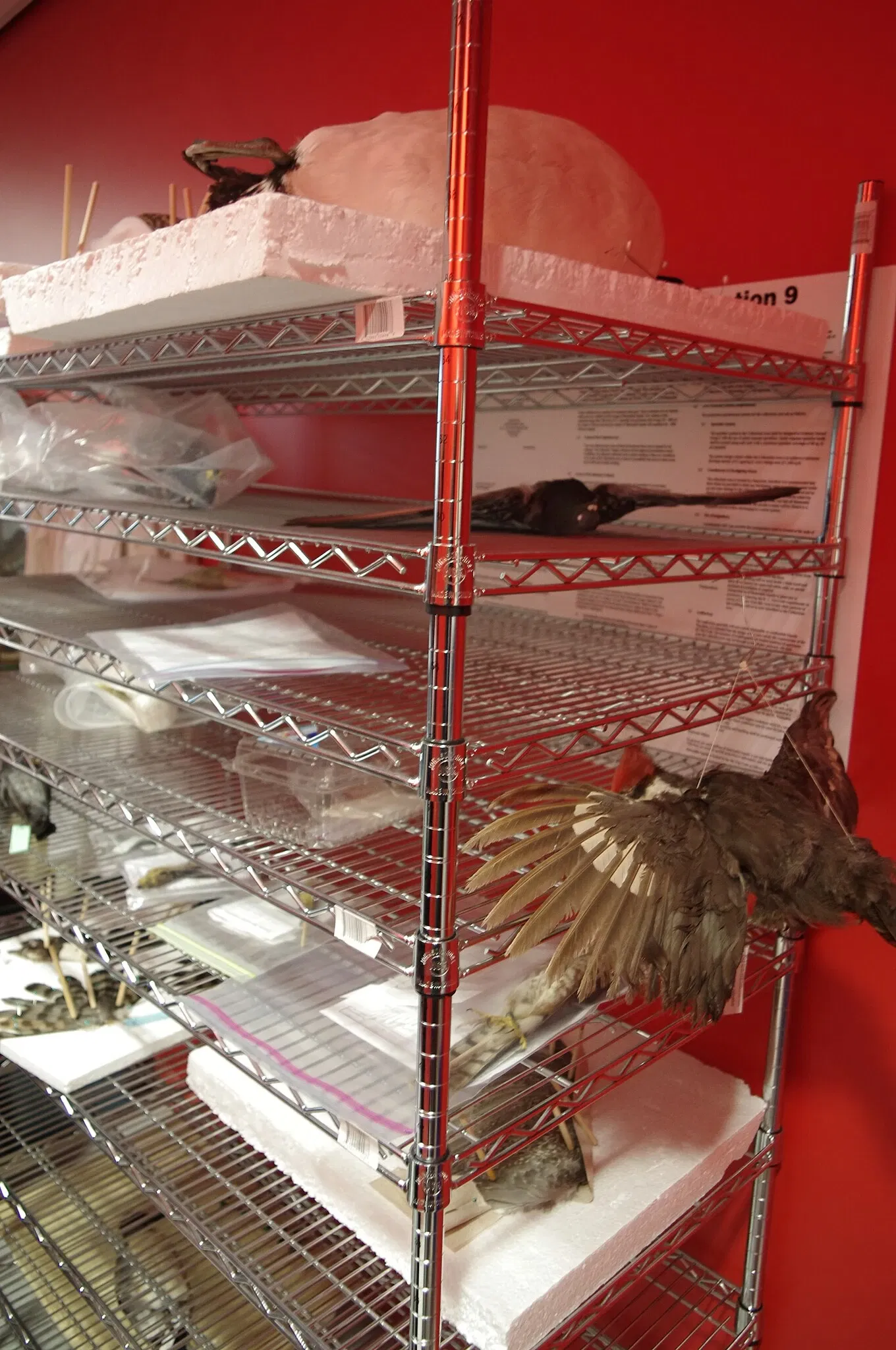 Museo de Biodiversidad Beaty