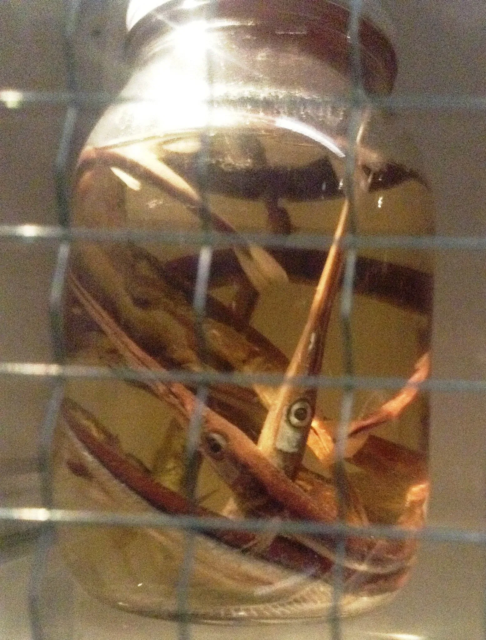 Museo de Biodiversidad Beaty