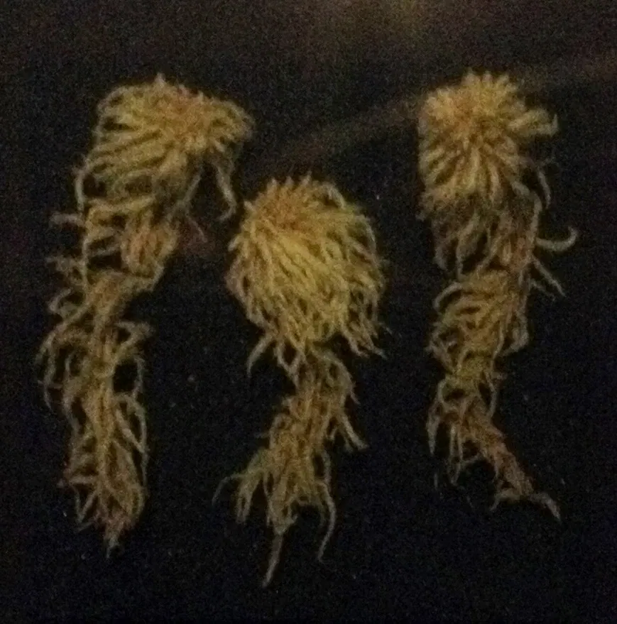 Museo de Biodiversidad Beaty