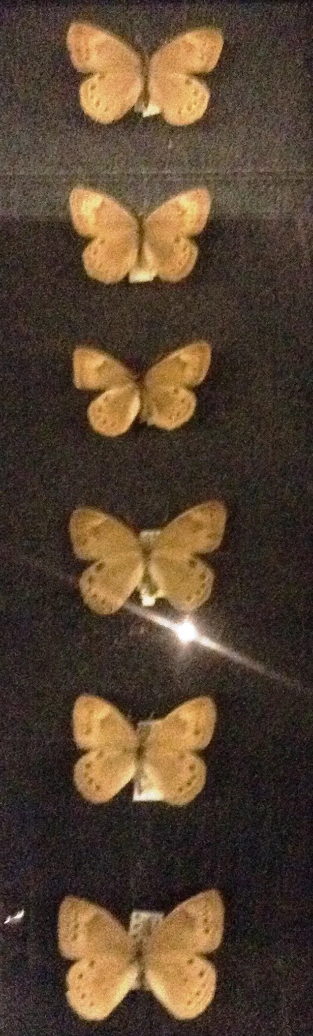 Museo de Biodiversidad Beaty