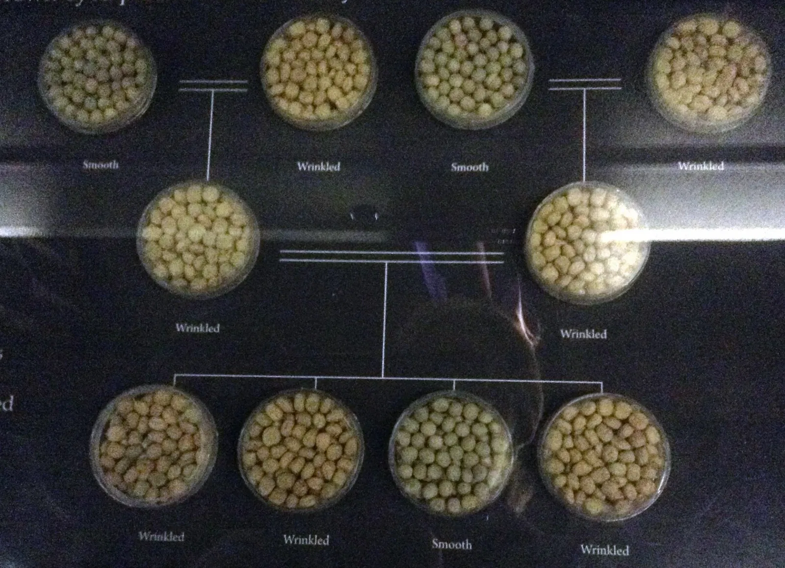 Museo de Biodiversidad Beaty