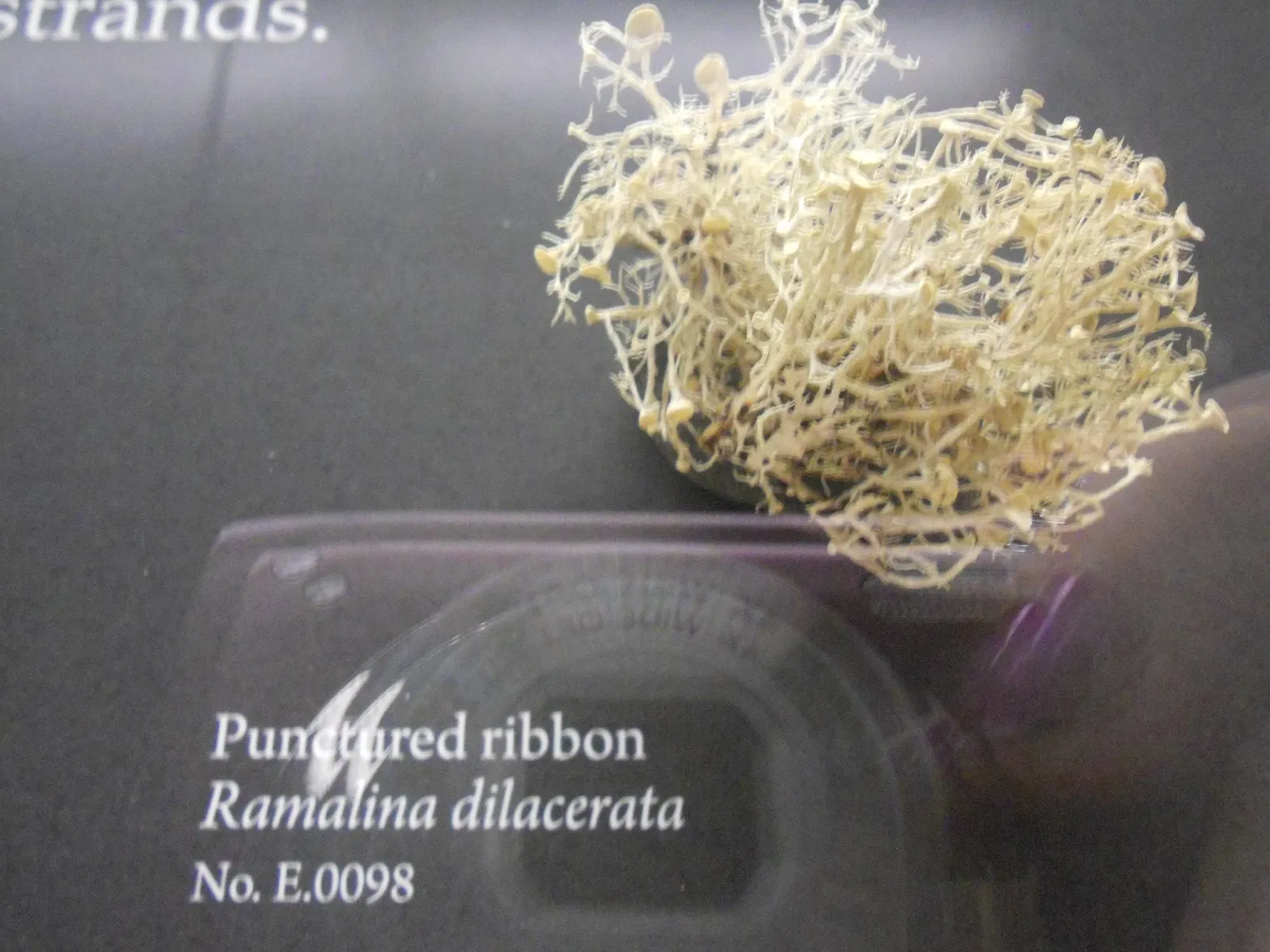 Museo de Biodiversidad Beaty