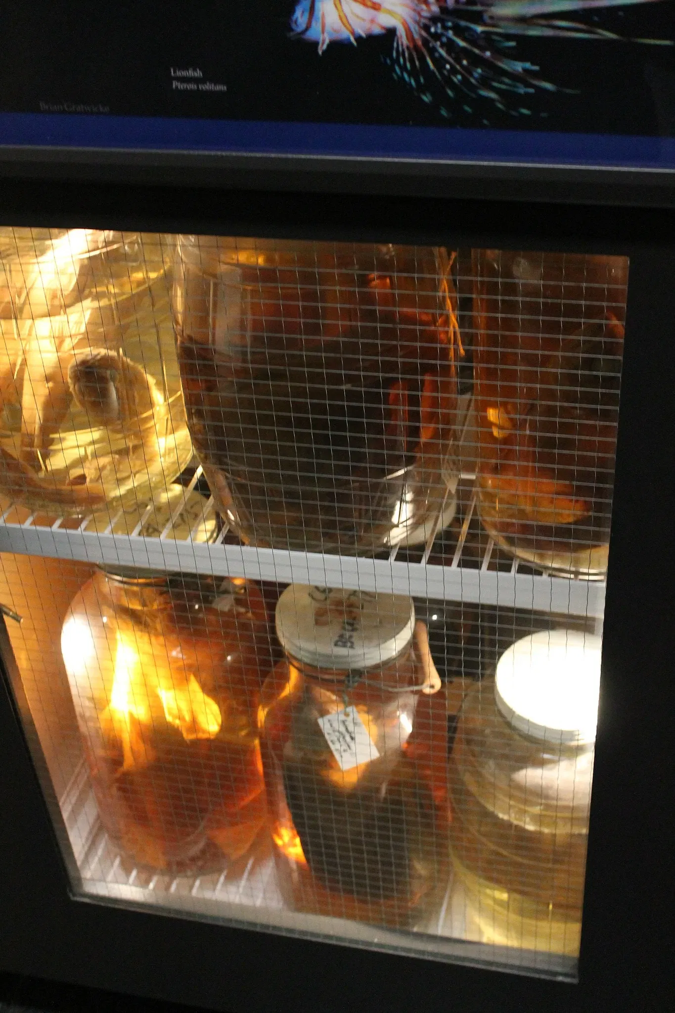 Museo de Biodiversidad Beaty