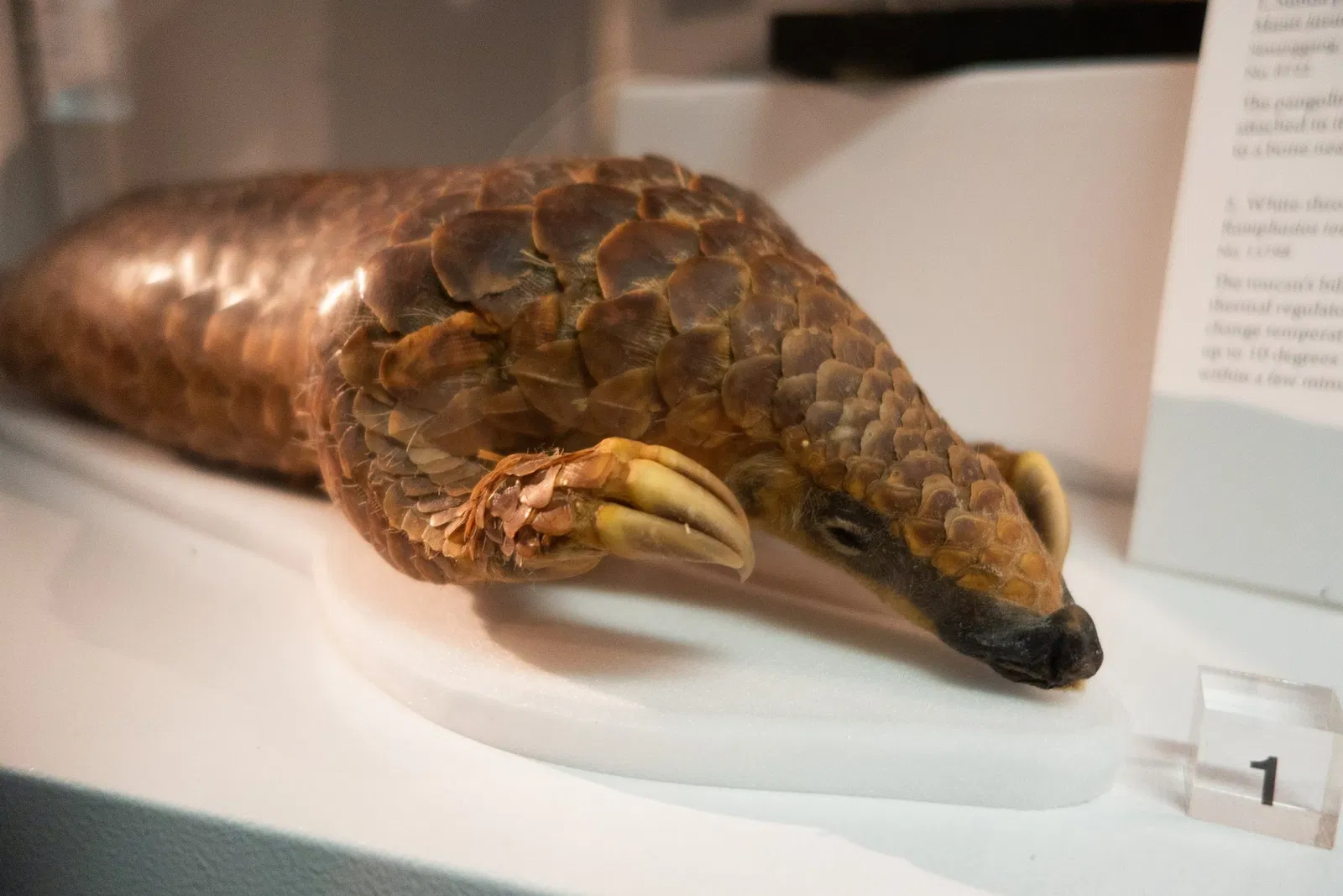 Museo de Biodiversidad Beaty