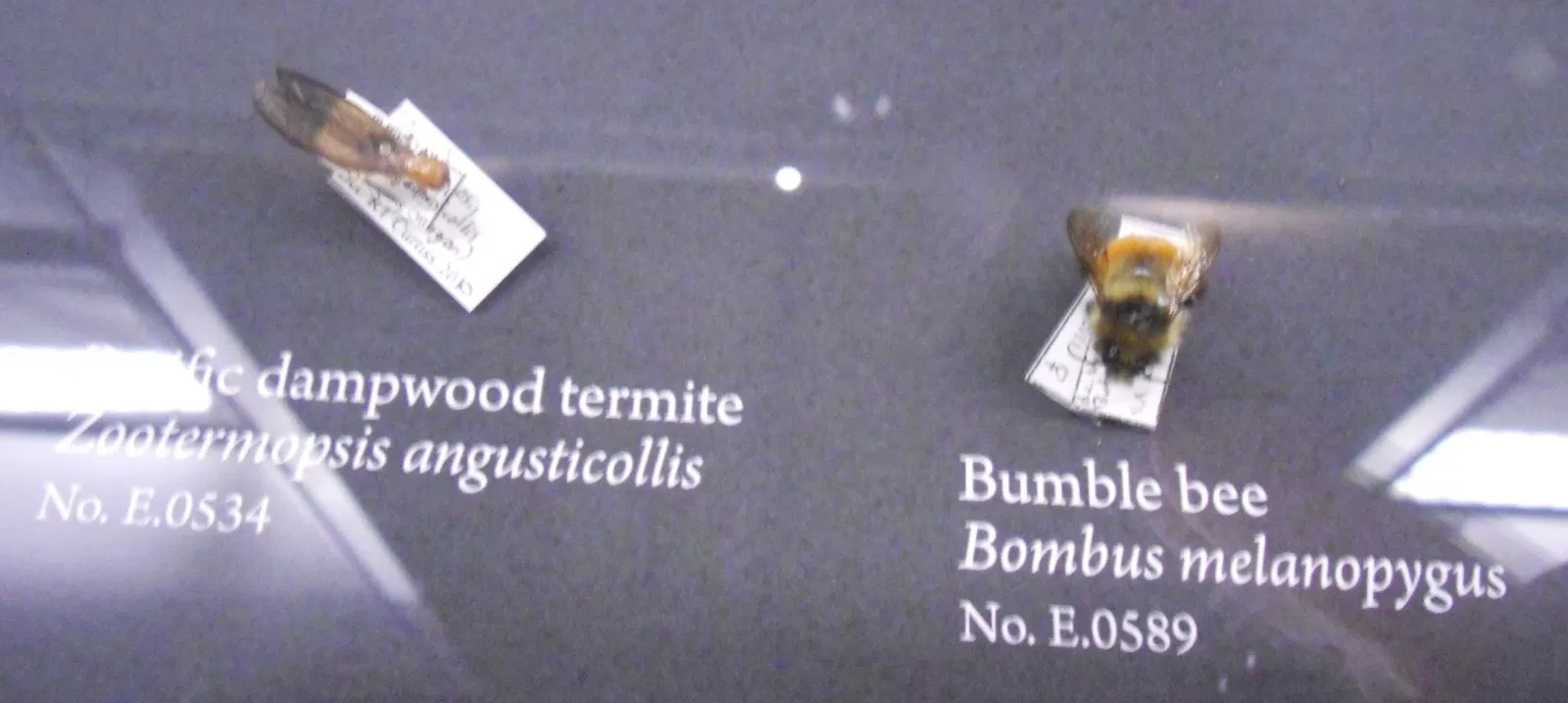 Museo de Biodiversidad Beaty