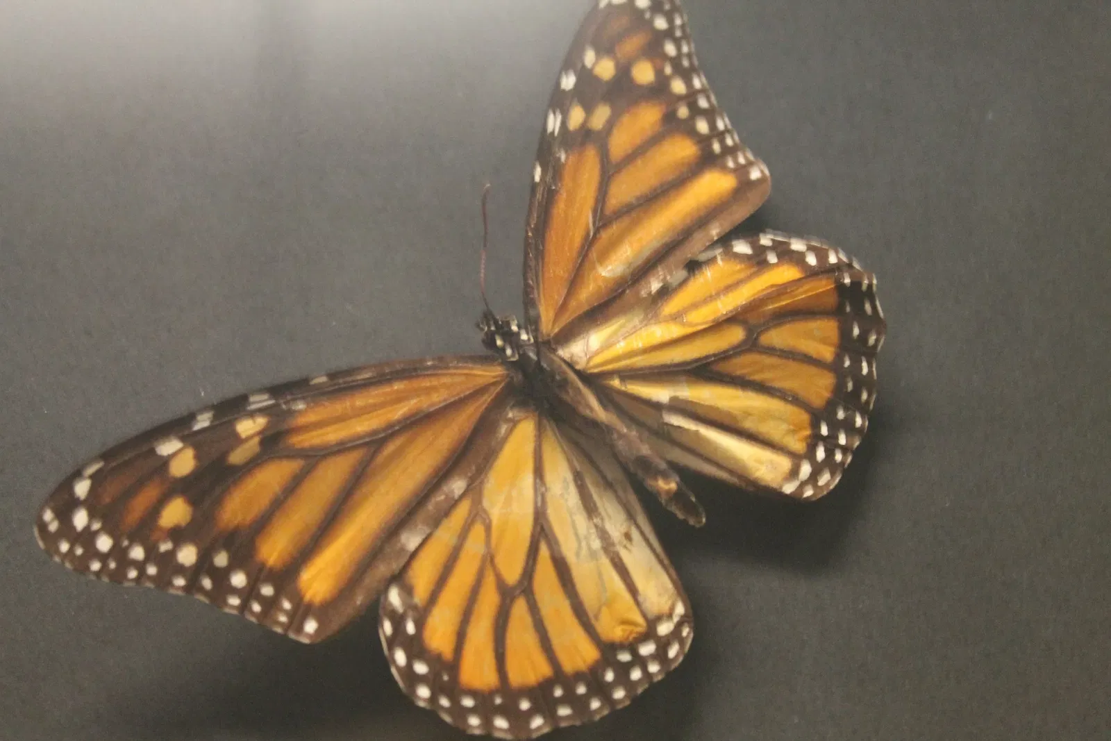 Museo de Biodiversidad Beaty