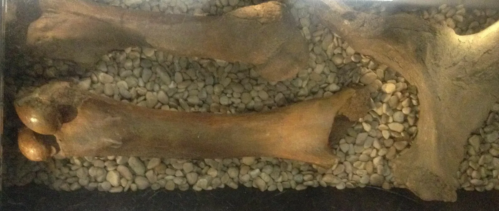 Museo de Biodiversidad Beaty