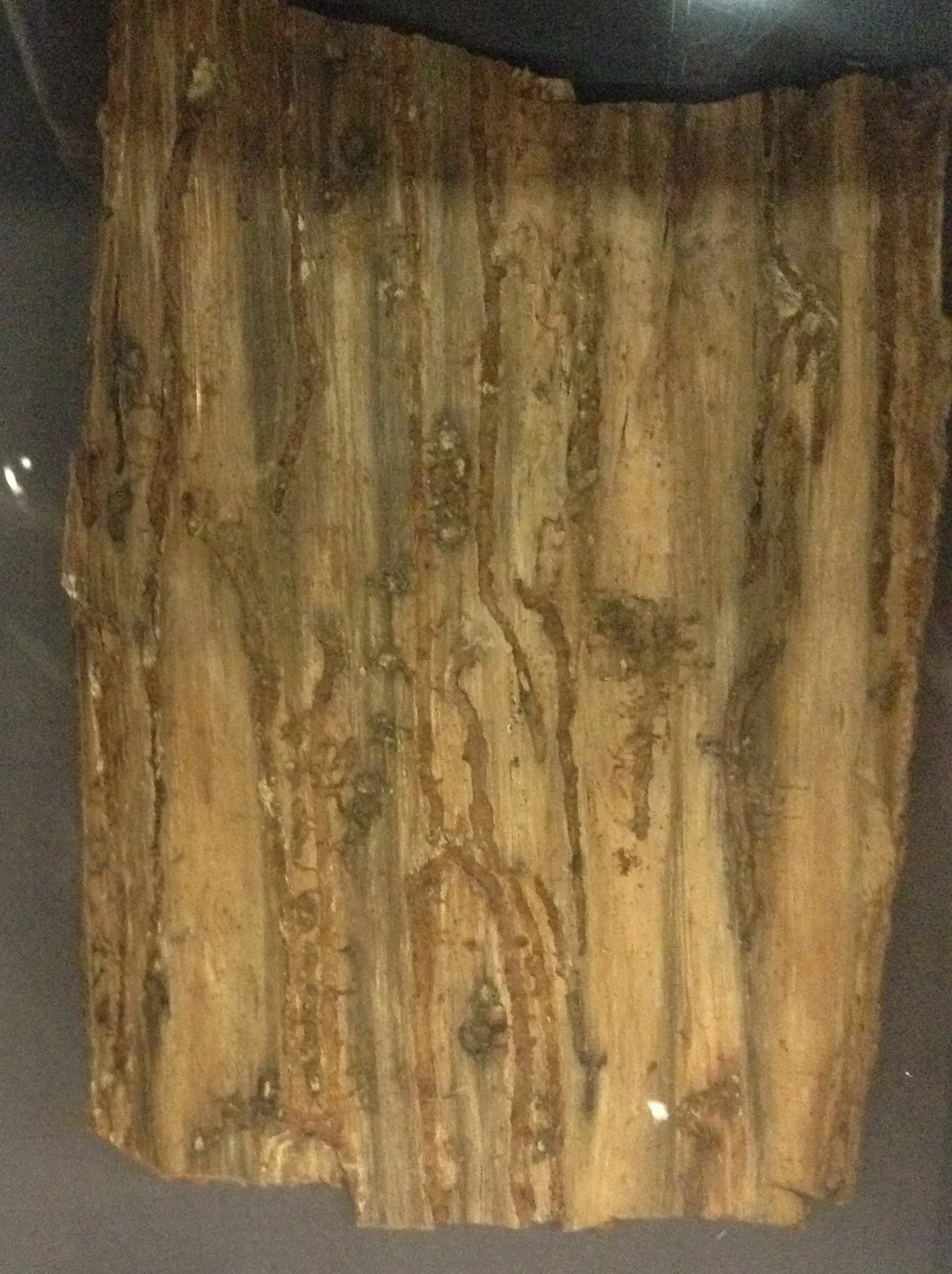 Museo de Biodiversidad Beaty