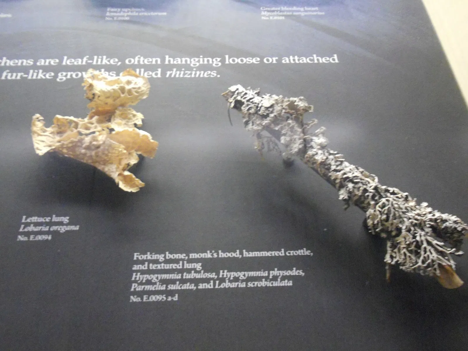 Museo de Biodiversidad Beaty