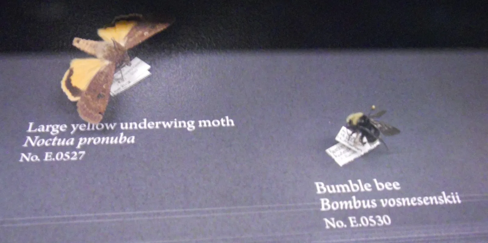 Museo de Biodiversidad Beaty