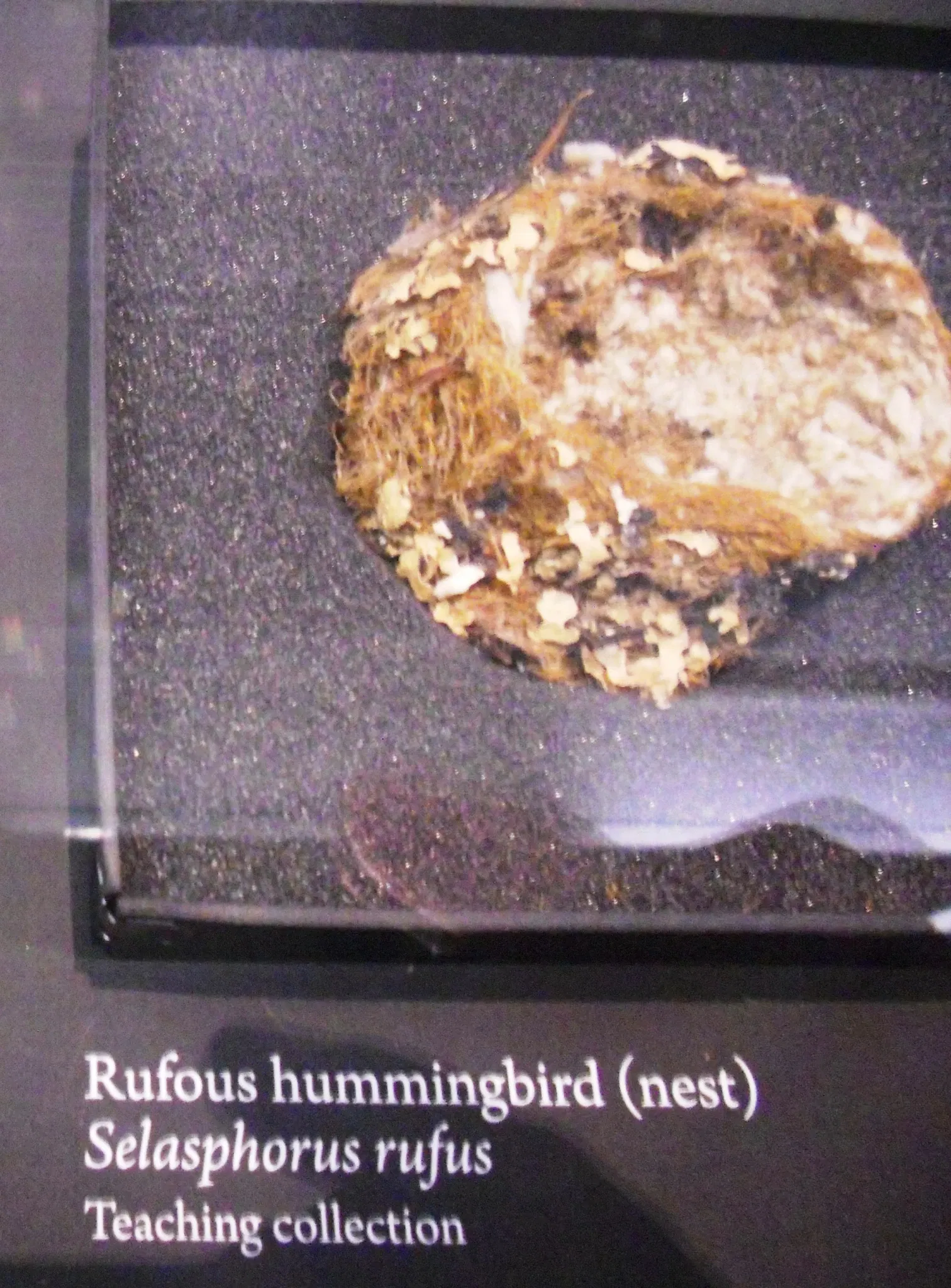 Museo de Biodiversidad Beaty