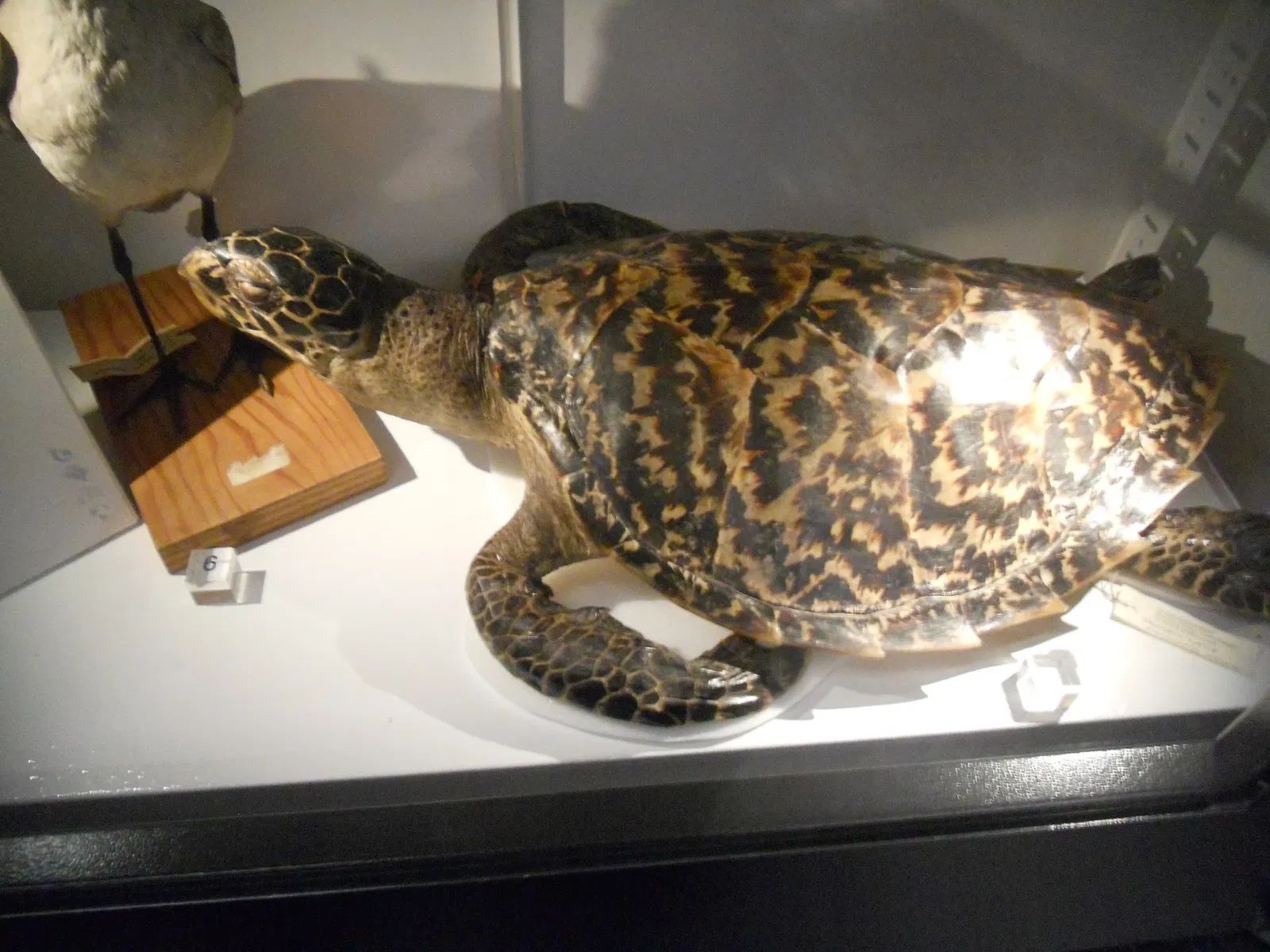 Museo de Biodiversidad Beaty