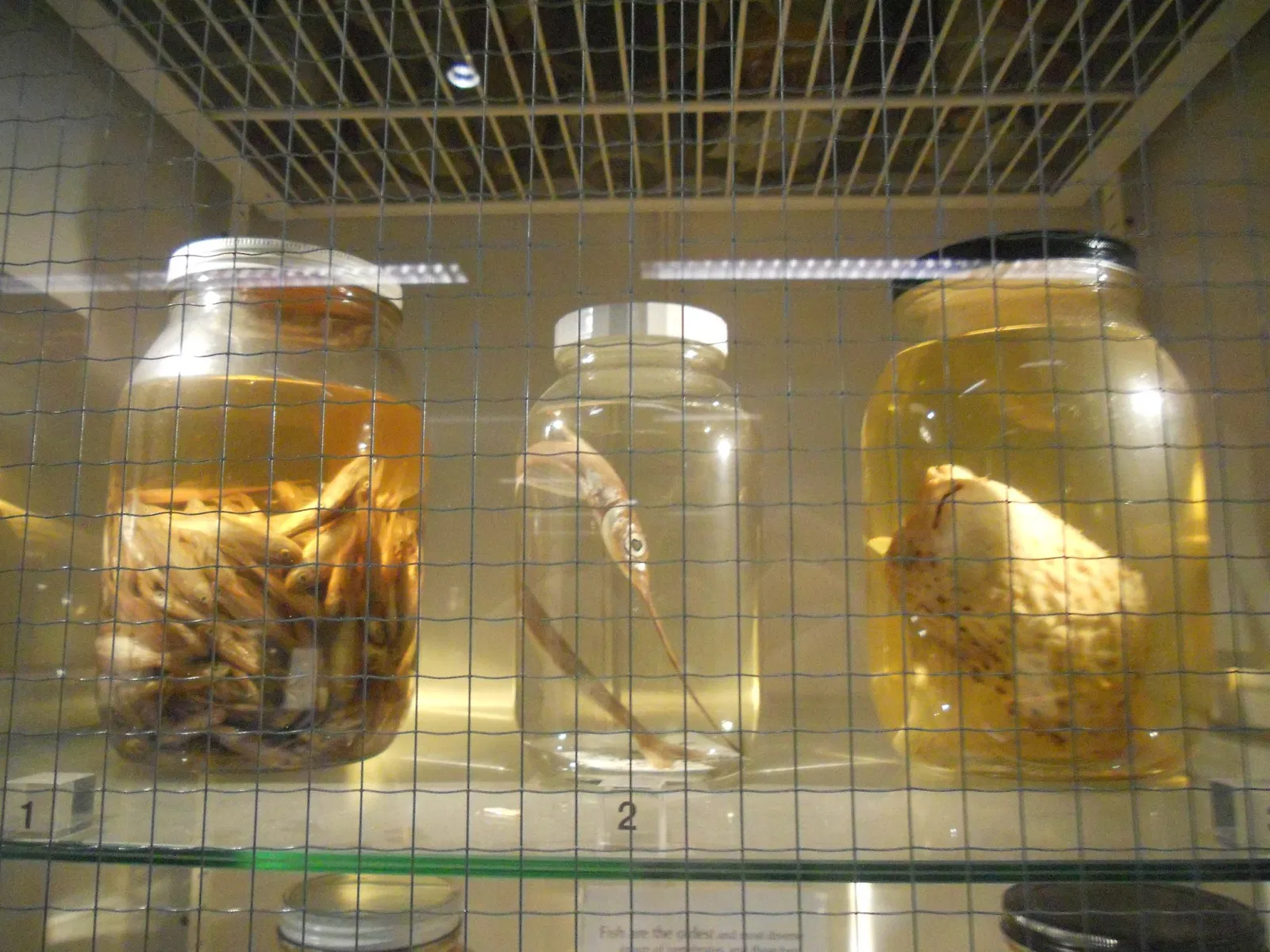 Museo de Biodiversidad Beaty