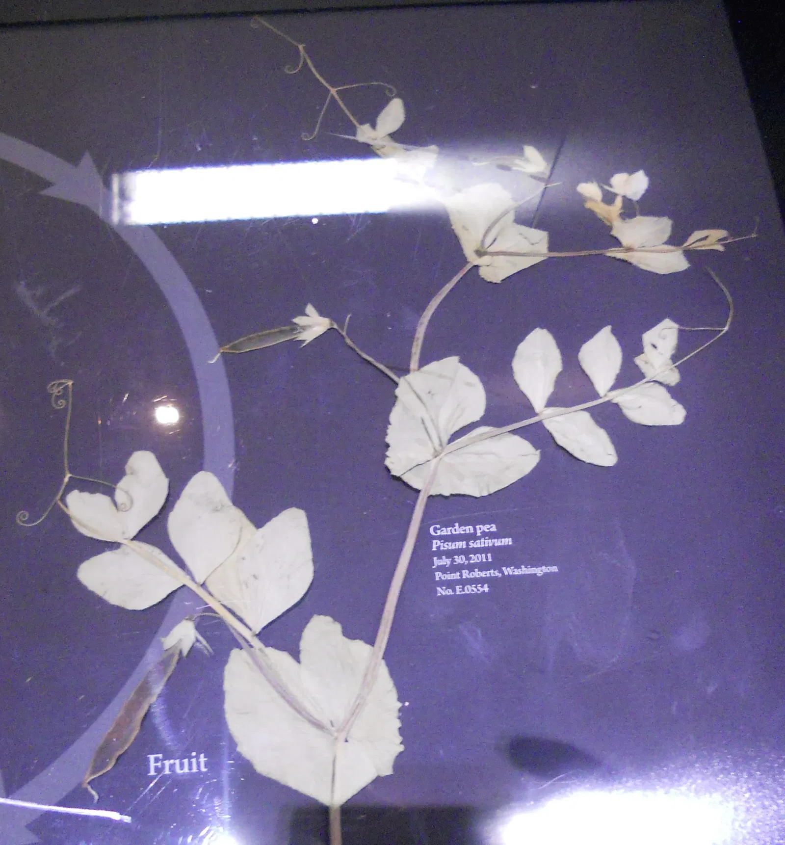 Museo de Biodiversidad Beaty