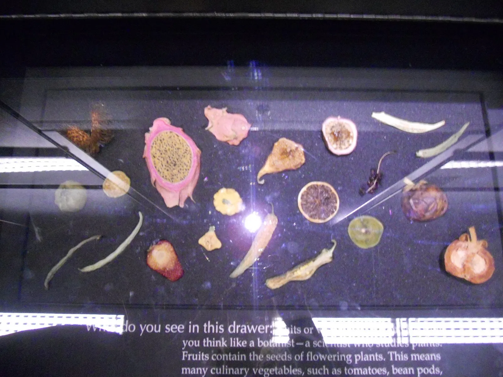 Museo de Biodiversidad Beaty