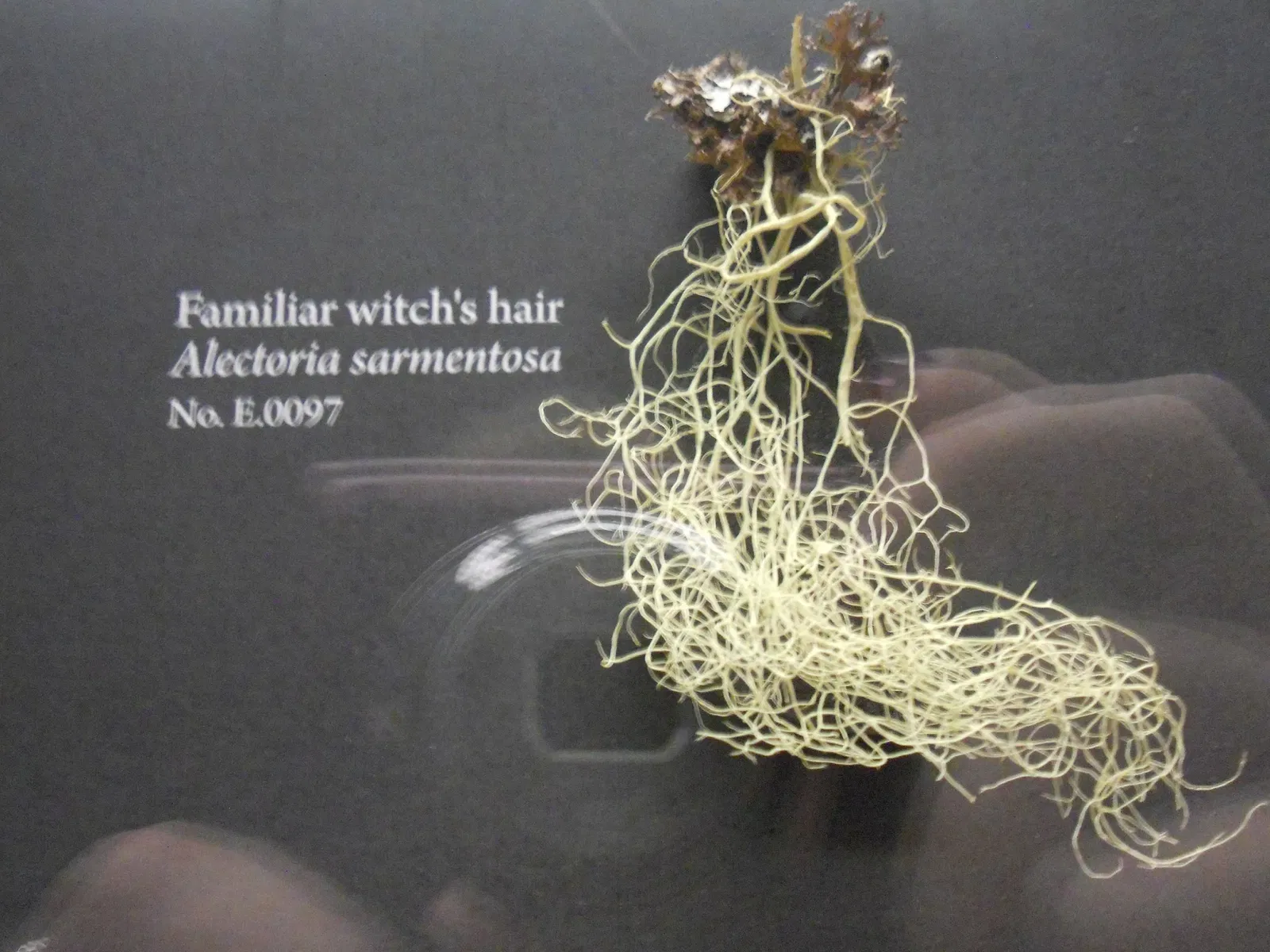 Museo de Biodiversidad Beaty