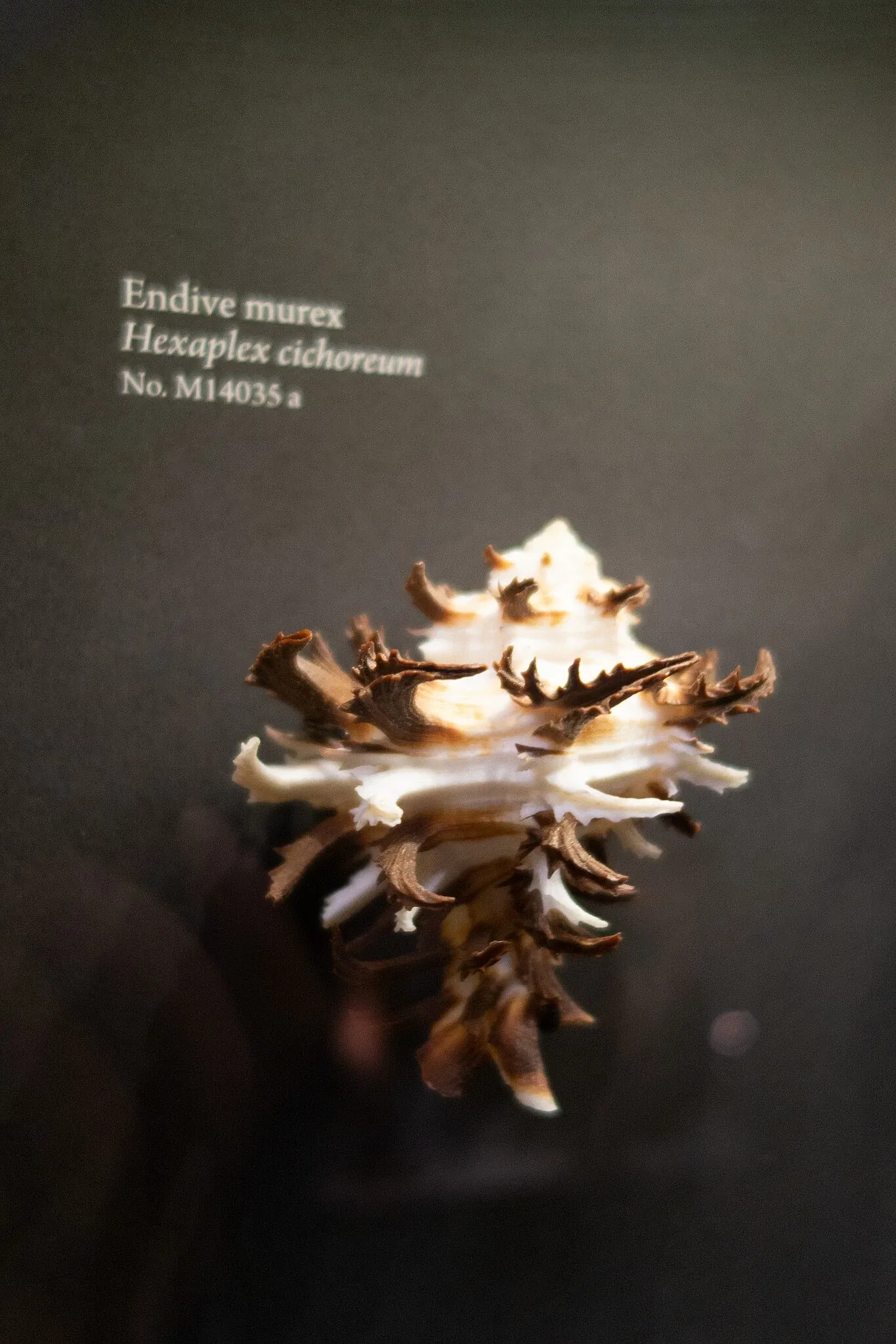 Museo de Biodiversidad Beaty