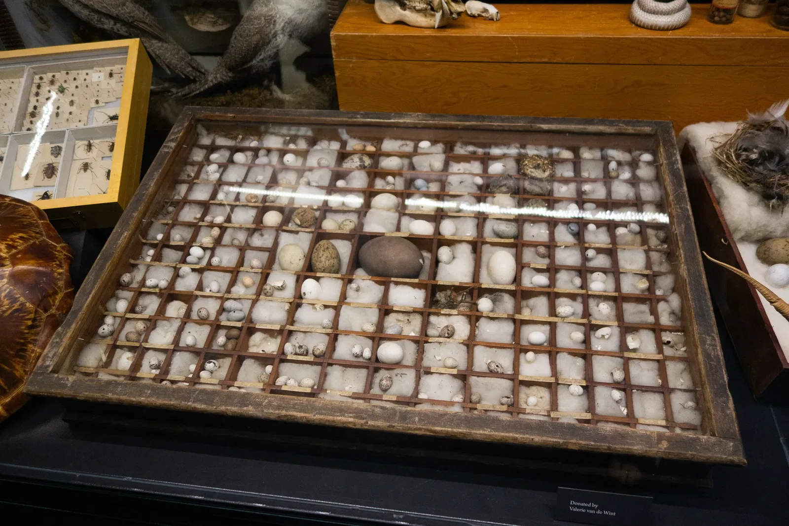 Museo de Biodiversidad Beaty