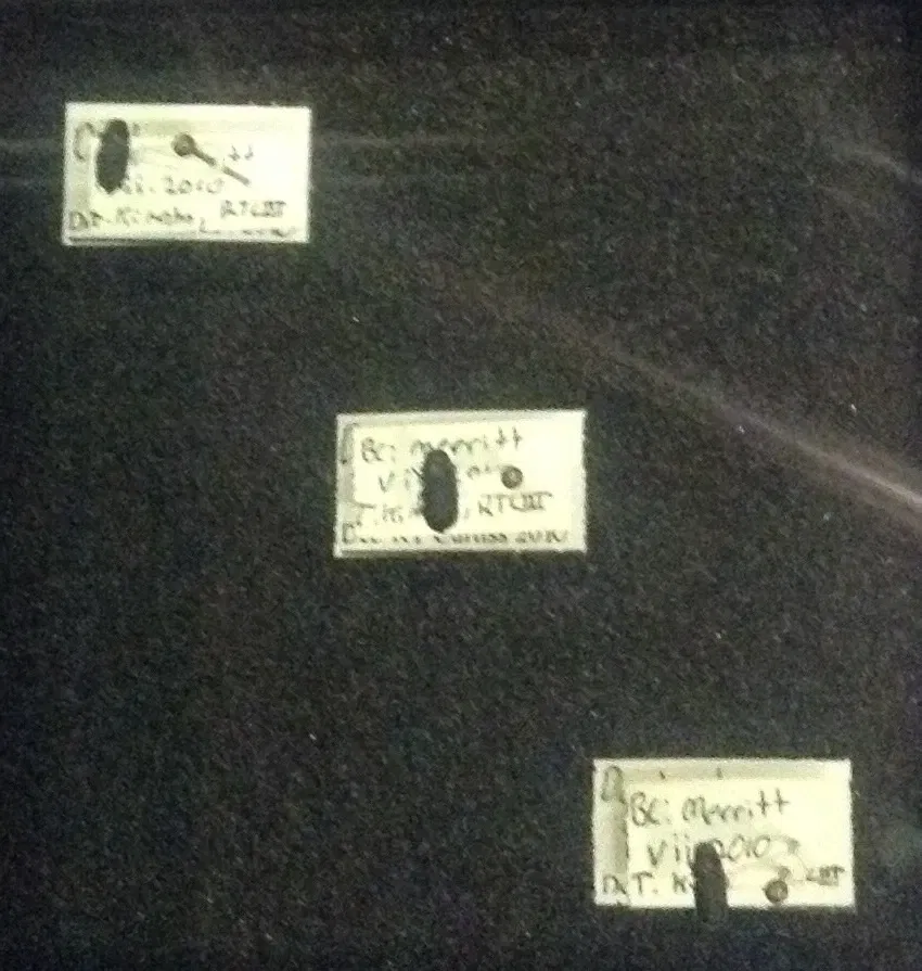 Museo de Biodiversidad Beaty