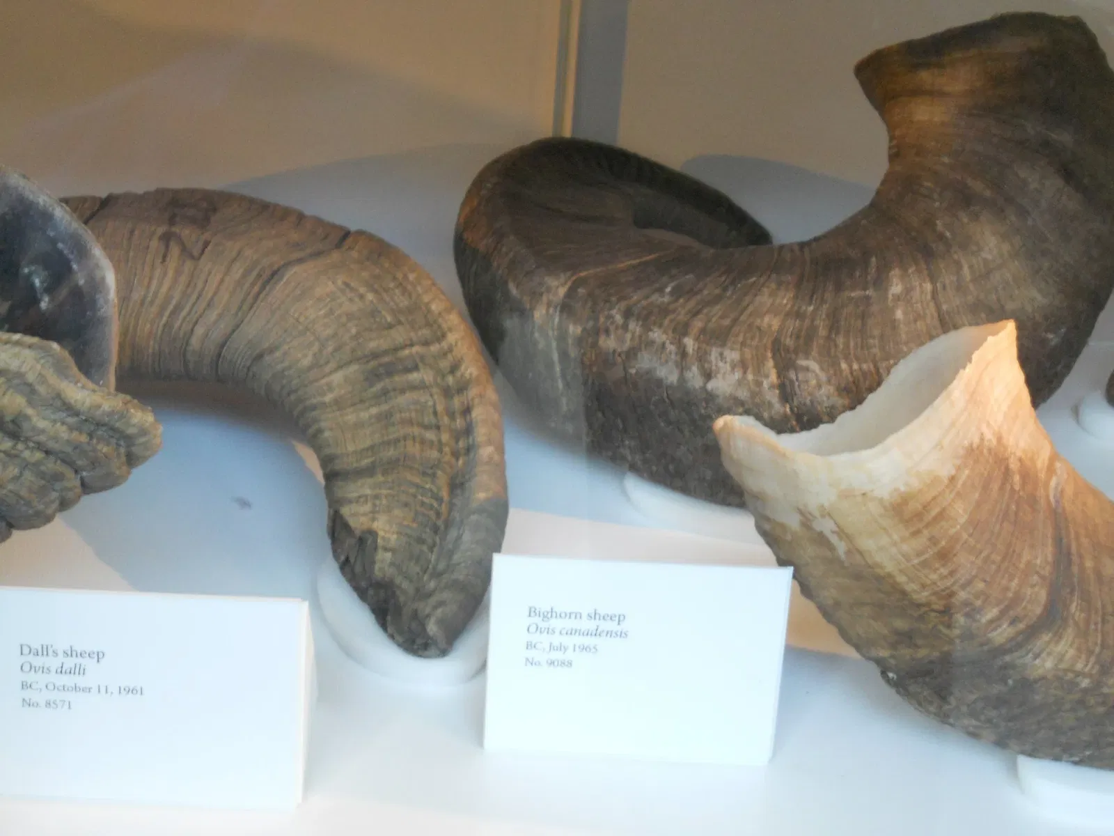 Museo de Biodiversidad Beaty