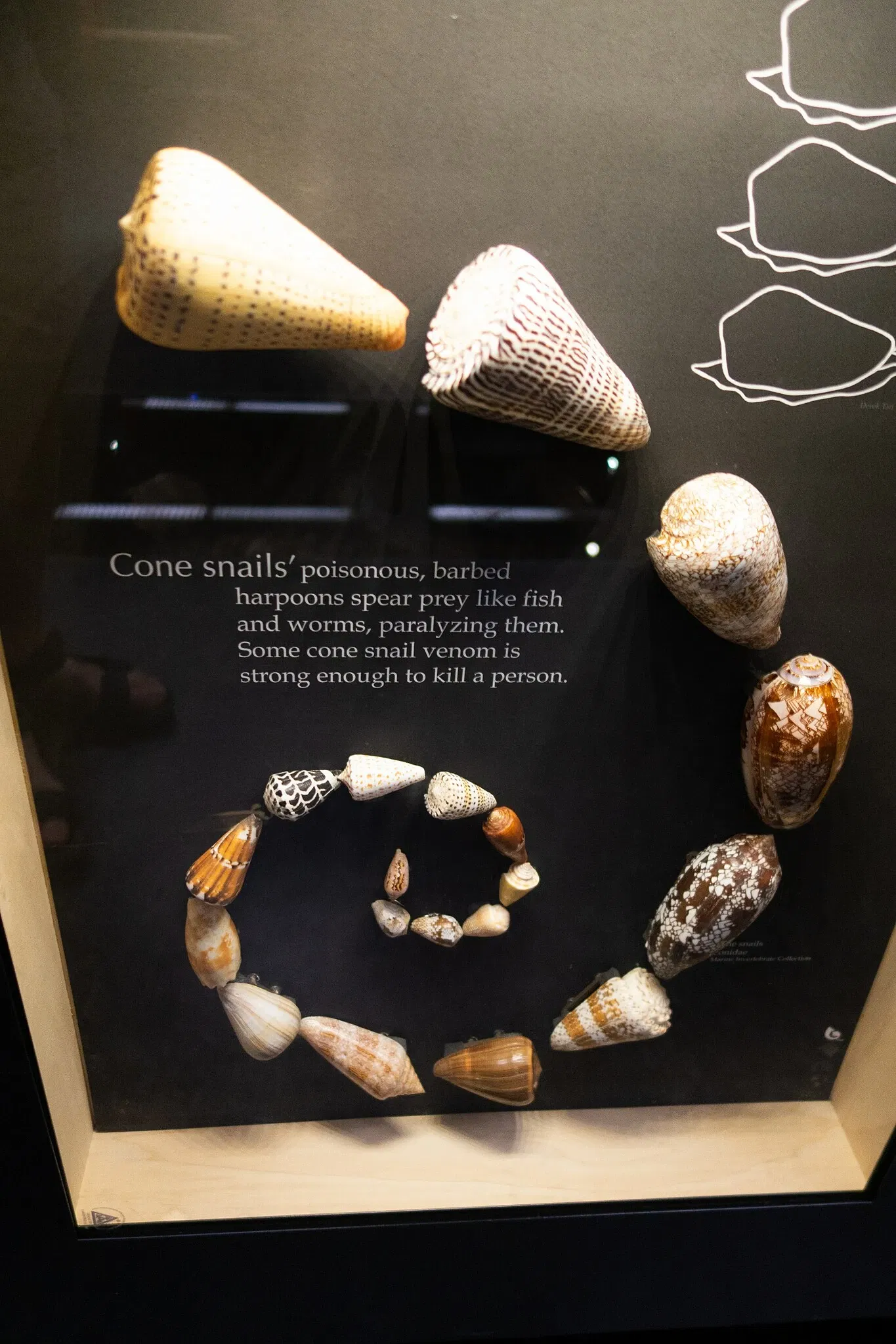 Museo de Biodiversidad Beaty