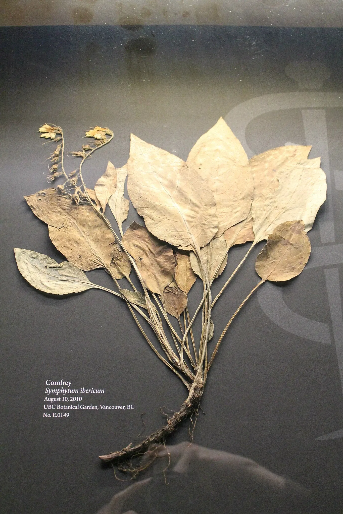 Museo de Biodiversidad Beaty