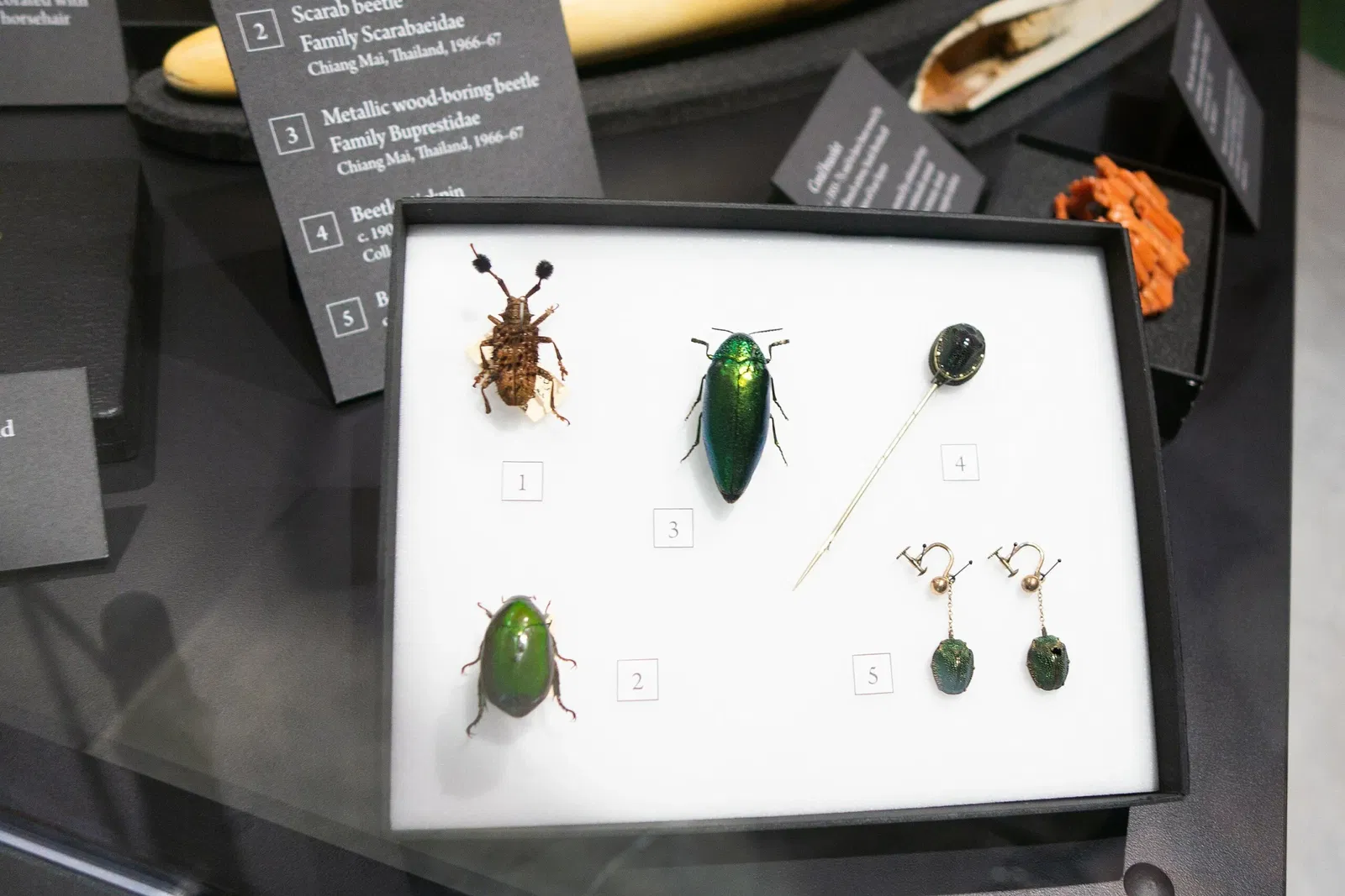 Museo de Biodiversidad Beaty