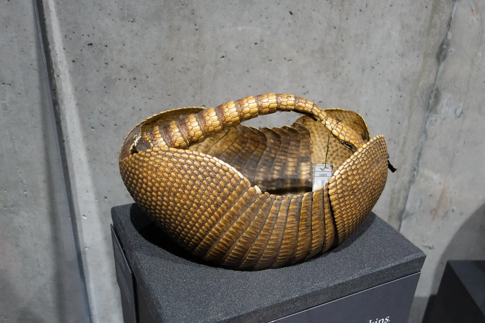 Museo de Biodiversidad Beaty