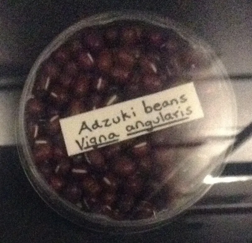 Museo de Biodiversidad Beaty