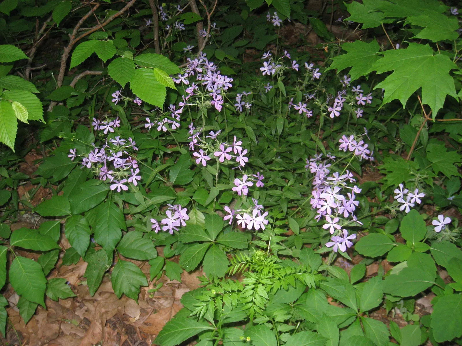 Reserva de flora silvestre de Bowman´s Hill